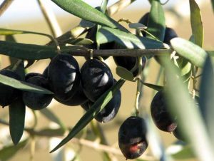 olive